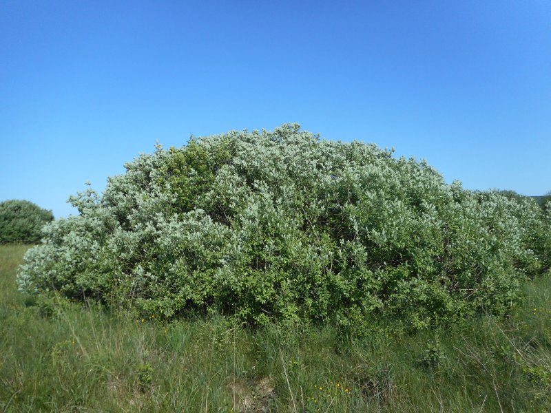 Ива пепельная Salix cinerea l.