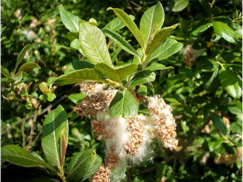 Ива пепельная Salix cinerea l.