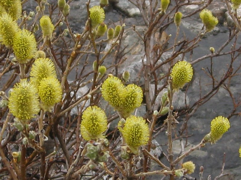 Salix Lanata