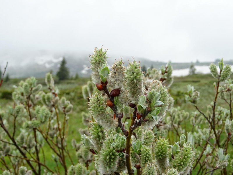 Ива Лапландская Salix lapponum