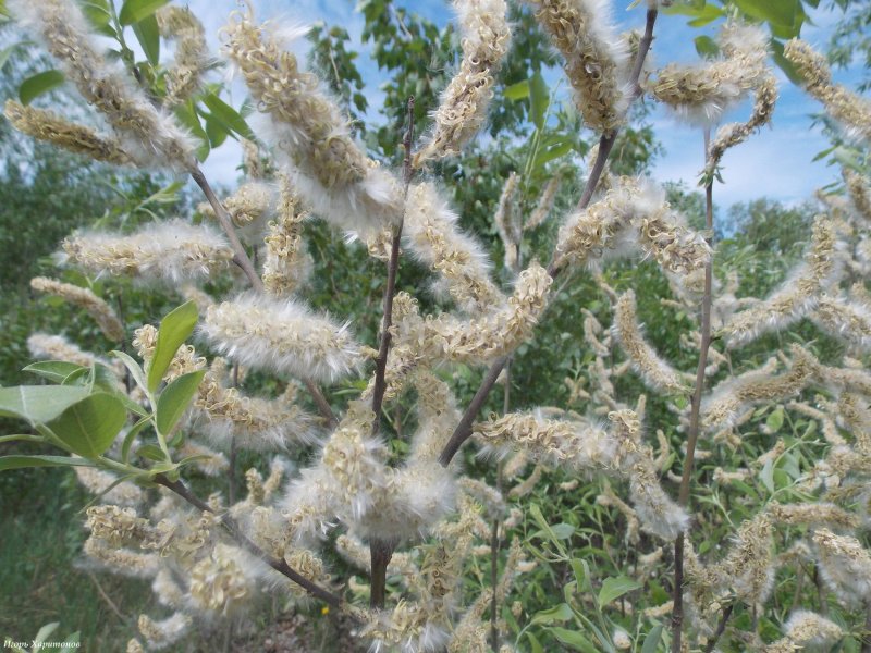 Кустарник Ива пепельная