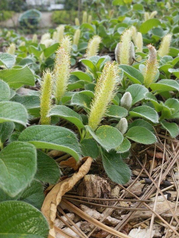 Salix (Ива) kurilensis