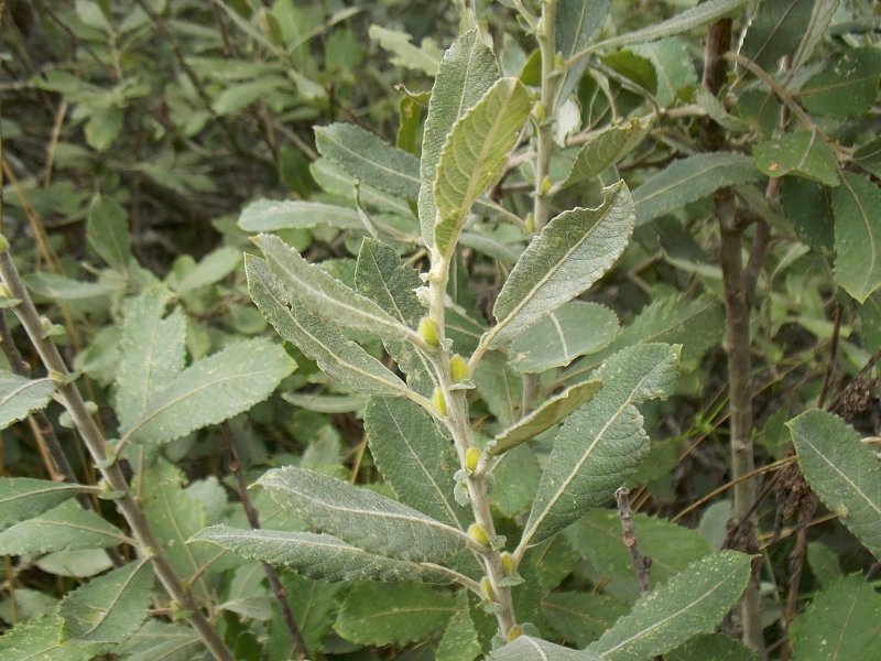 Salix (Ива) cinerea Tricolor