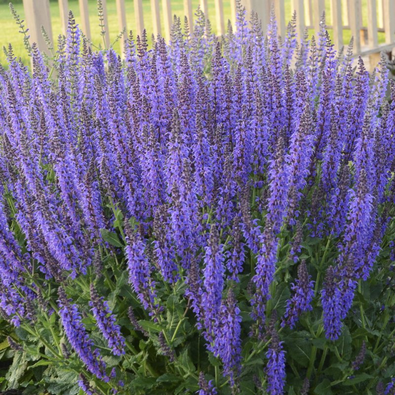 Шалфей Дубравный (Nepeta faassenii)