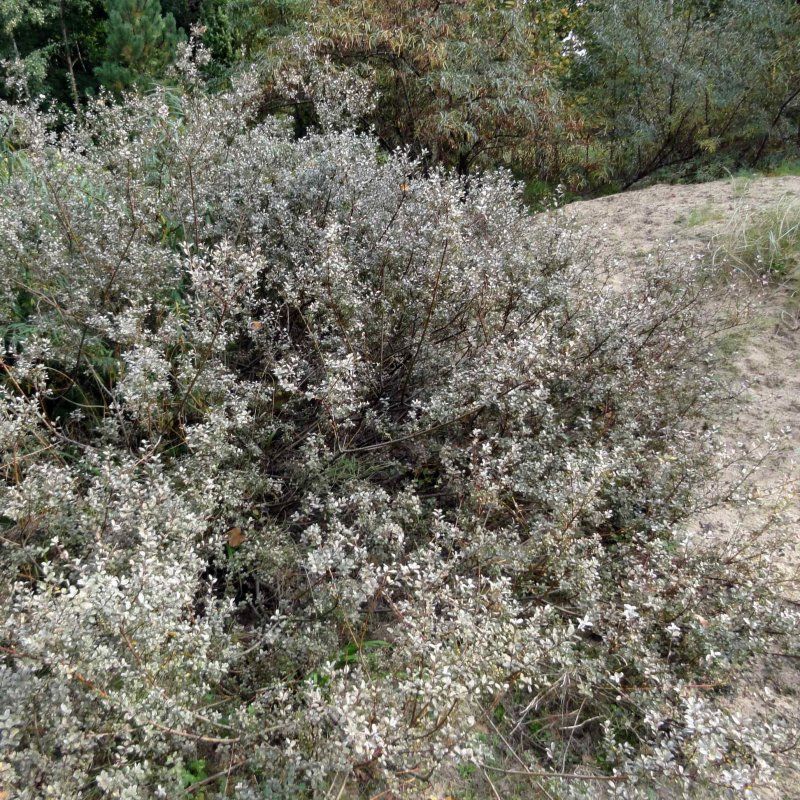 Ива ползучая Аргентеа Salix repens argentea