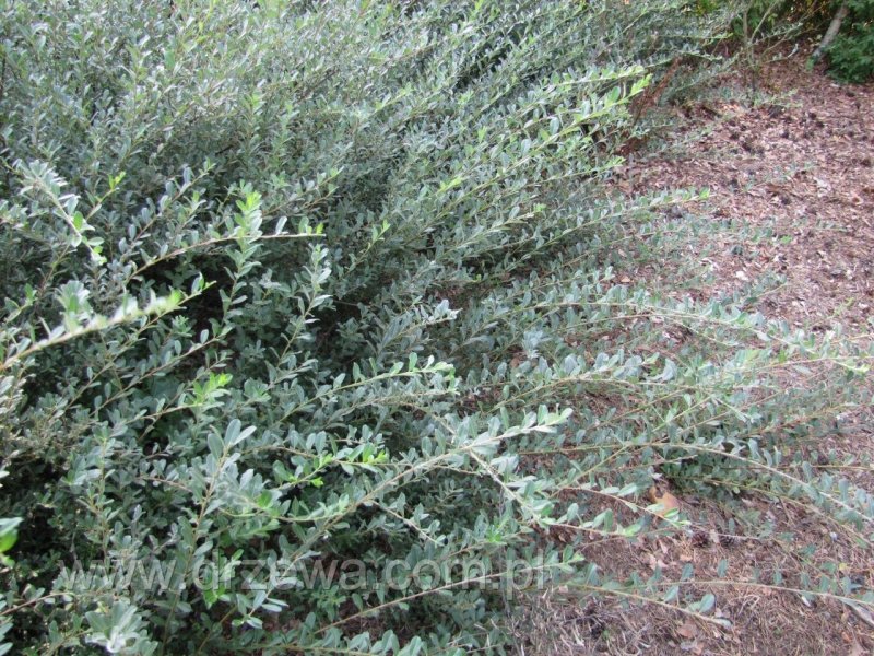 Ива ползучая "argentea" ("Аргентеа")