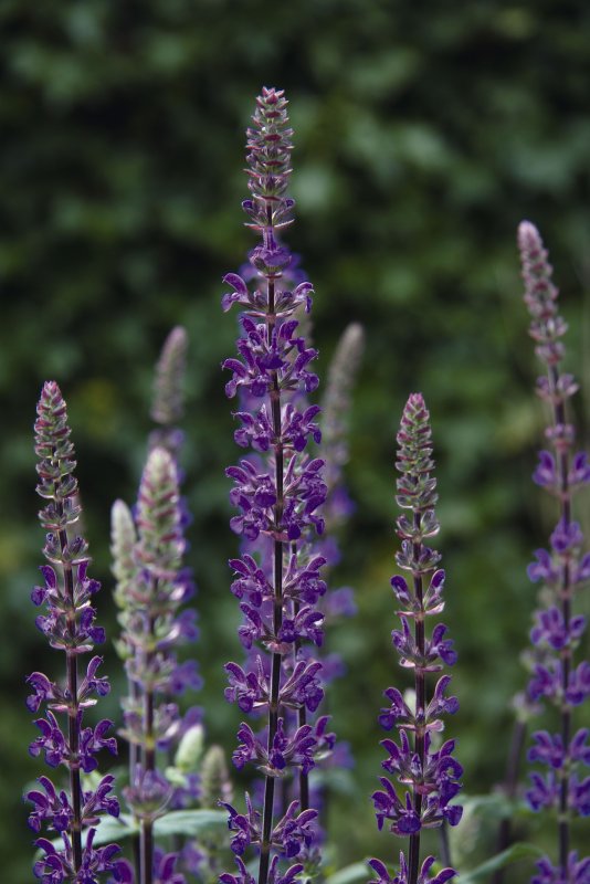 Шалфей Нью Дименшн Блу (Salvia nemorosa)
