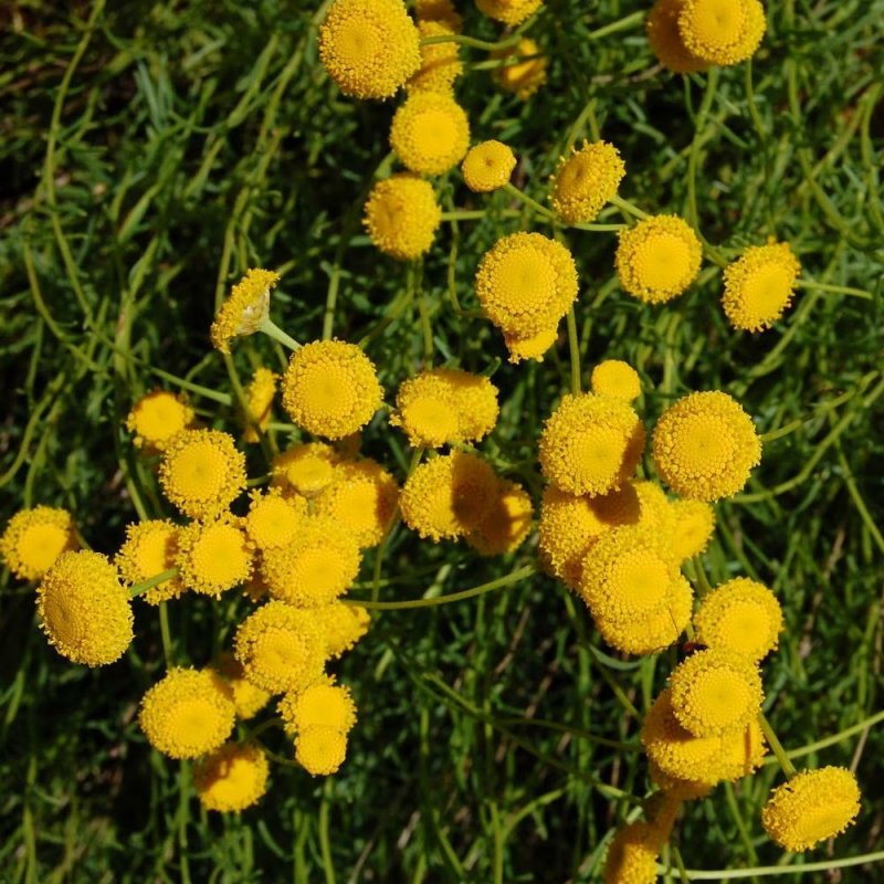 Сантолина rosmarinifolia