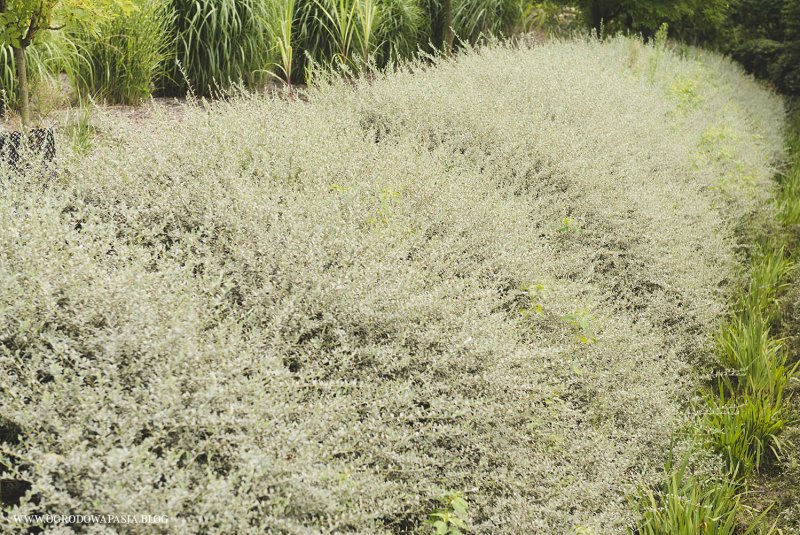 Ива ползучая /Salix repens Voorthuizen