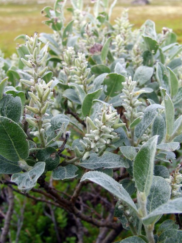 Кустарник Salix repens
