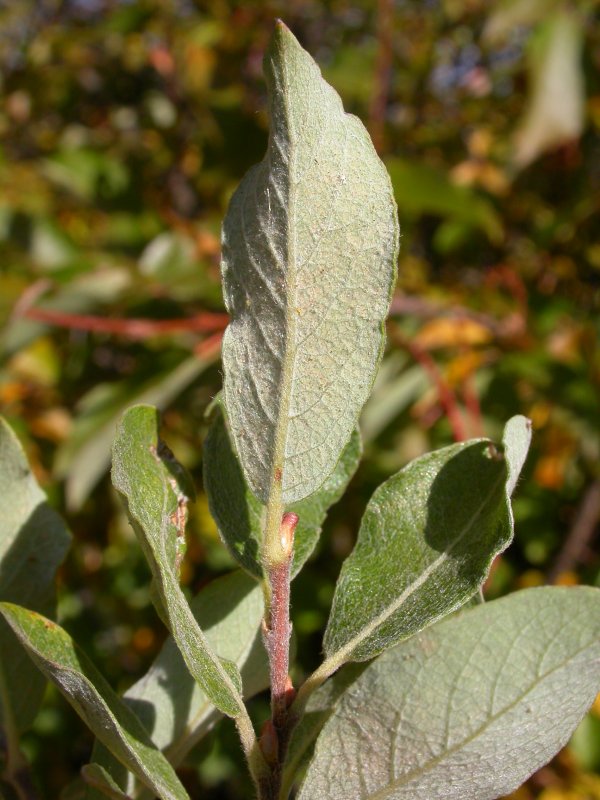 Ива(Salix) ползучая var.nitida