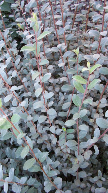Ива ползучая "Грин карпет" Salix repens 'Green Carpet'