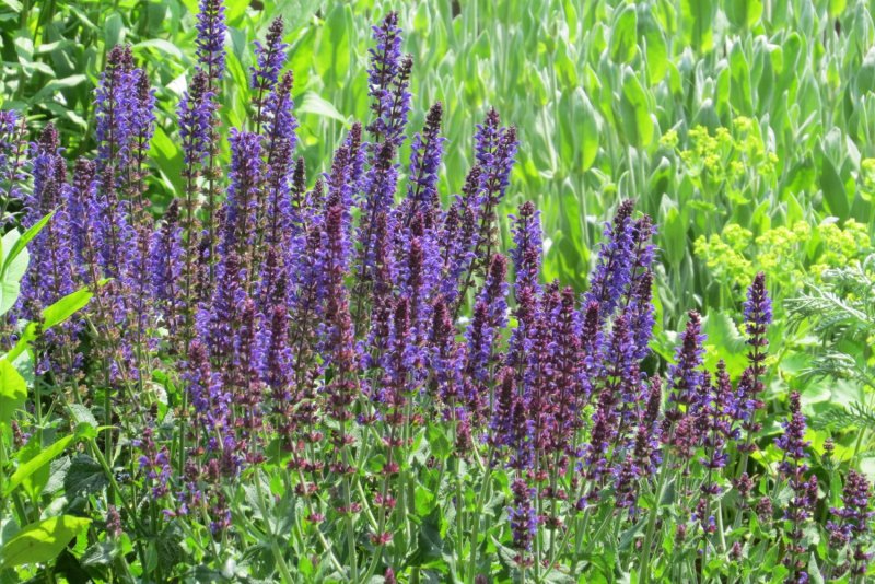 Шалфей Дубравный (Salvia nemorosa `Blauhugel`)