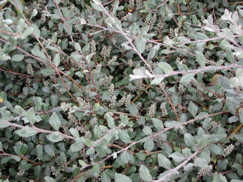 Ива ползучая (Salix repens)