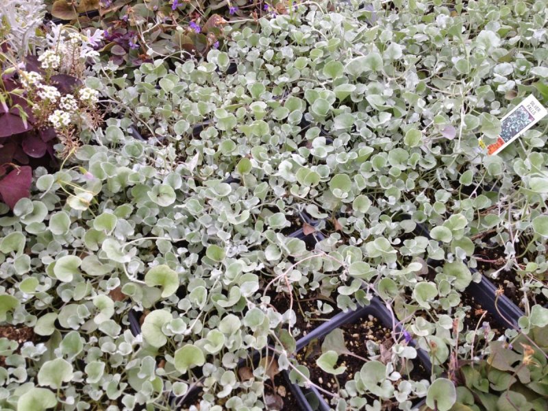 Salix Lanata