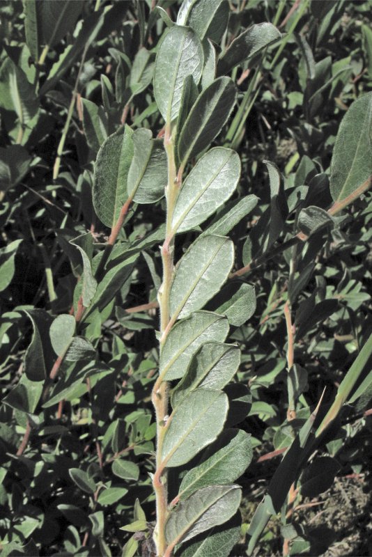 Ива Salix Lanata
