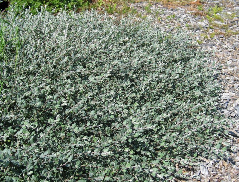 Ива ползучая "argentea" ("Аргентеа")