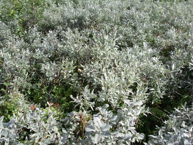 Ива ползучая /Salix repens Voorthuizen