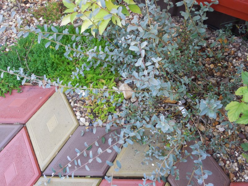 Ива мохнатая Salix Lanata