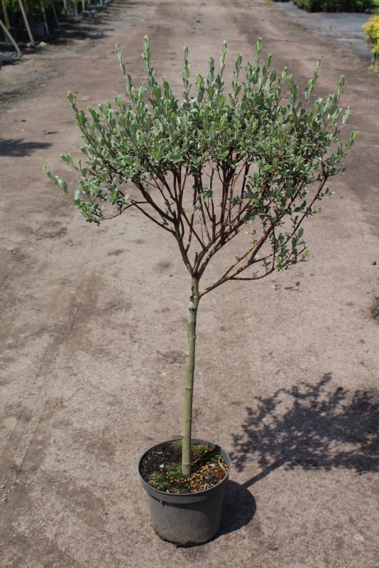 Rhus aromatica grow Low