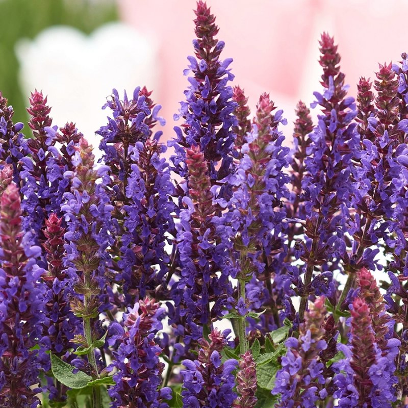 Шалфей Дубравный 'violettkonigin'