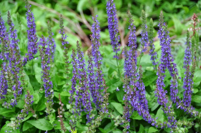 Шалфей Дубравный (Salvia nemorosa)