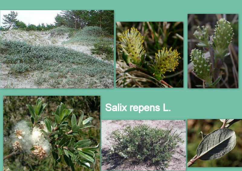 Salix glauca