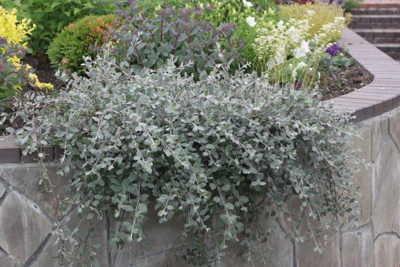 Salix fuscescens