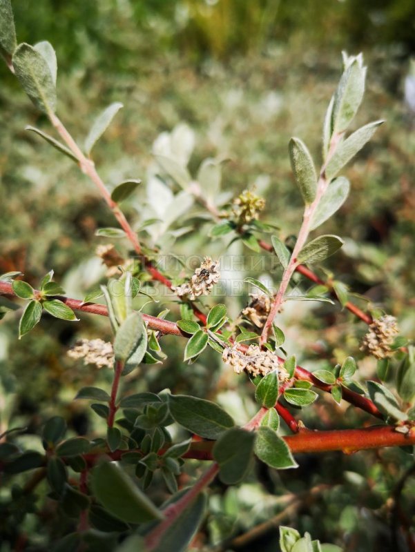 Tectaria cicutaria