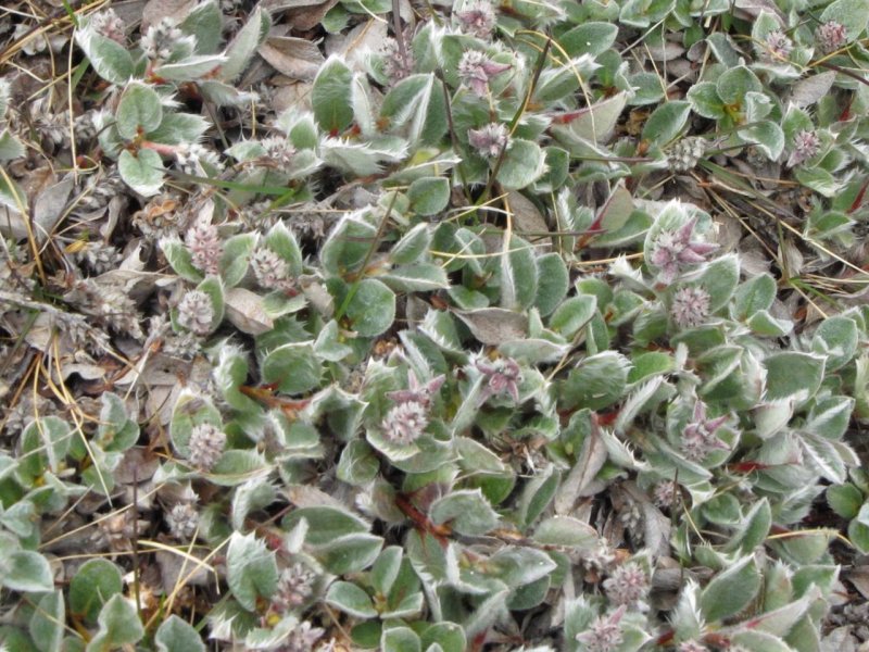 Salix canariensis