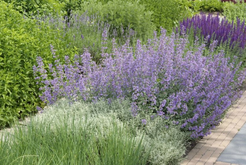 Шалфей Дубравный (Nepeta faassenii)