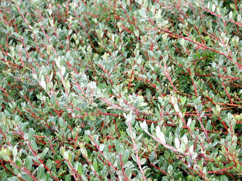 Paronychia argentea