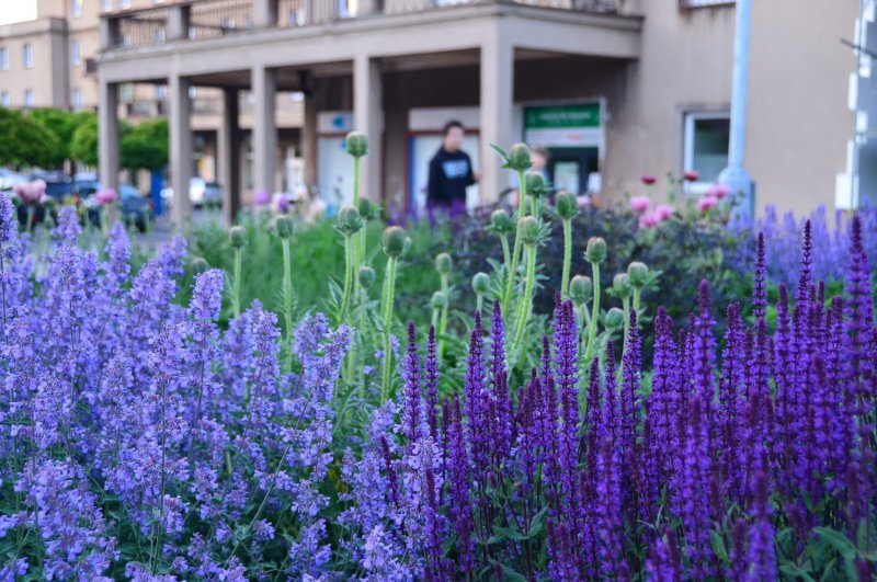 Шалфей Дубравный (Nepeta faassenii)