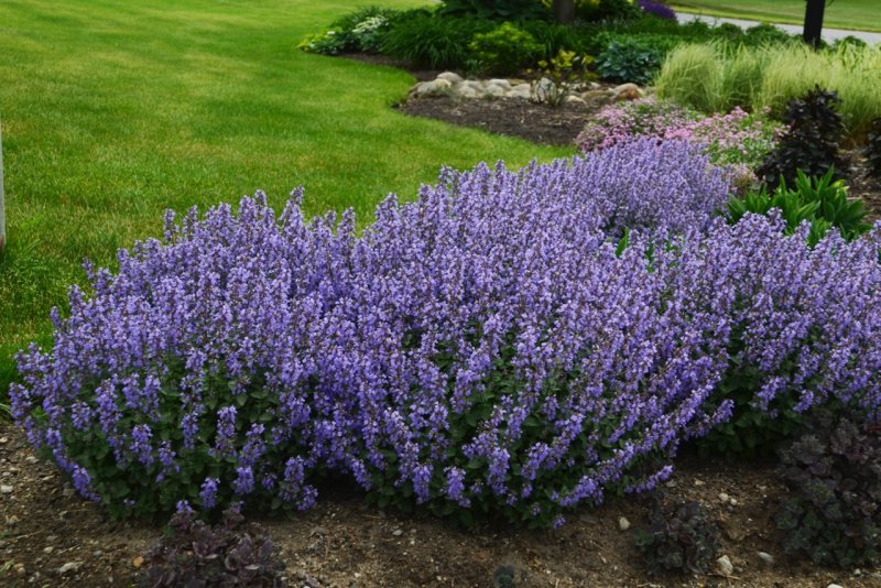 Котовник Nepeta faassenii