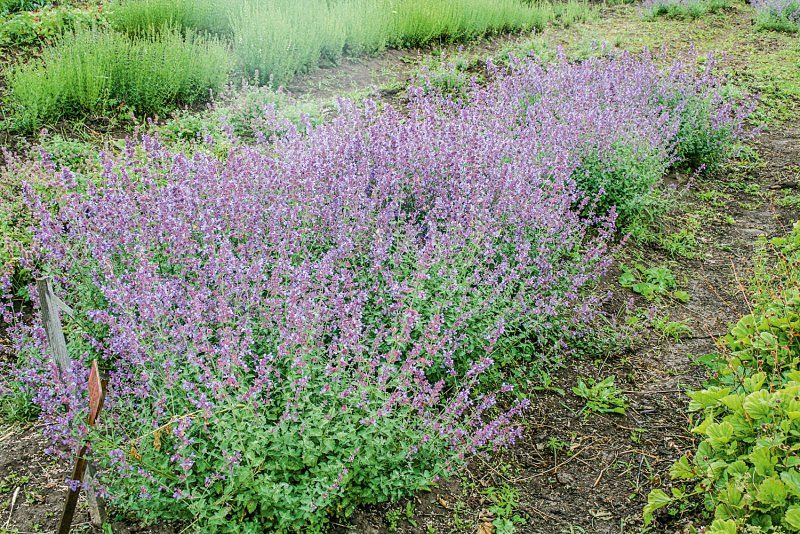 Котовник Фассена Six Hills giant