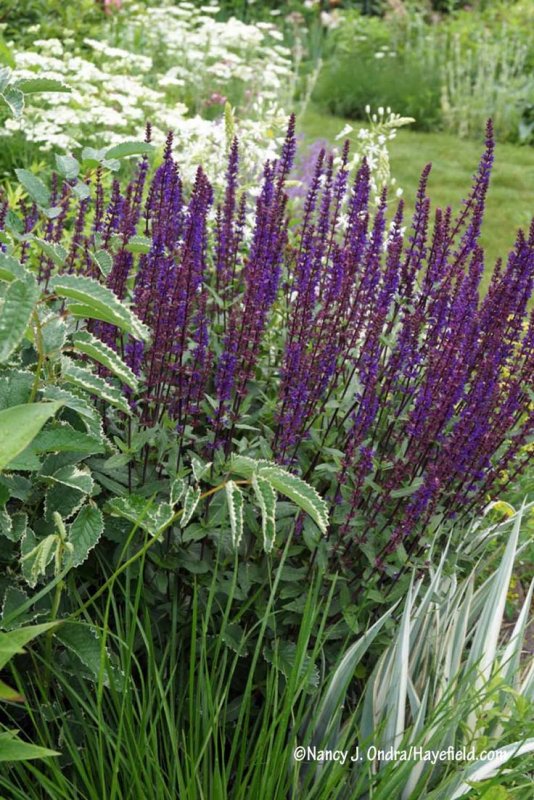 Шалфей Дубравный (Nepeta faassenii)