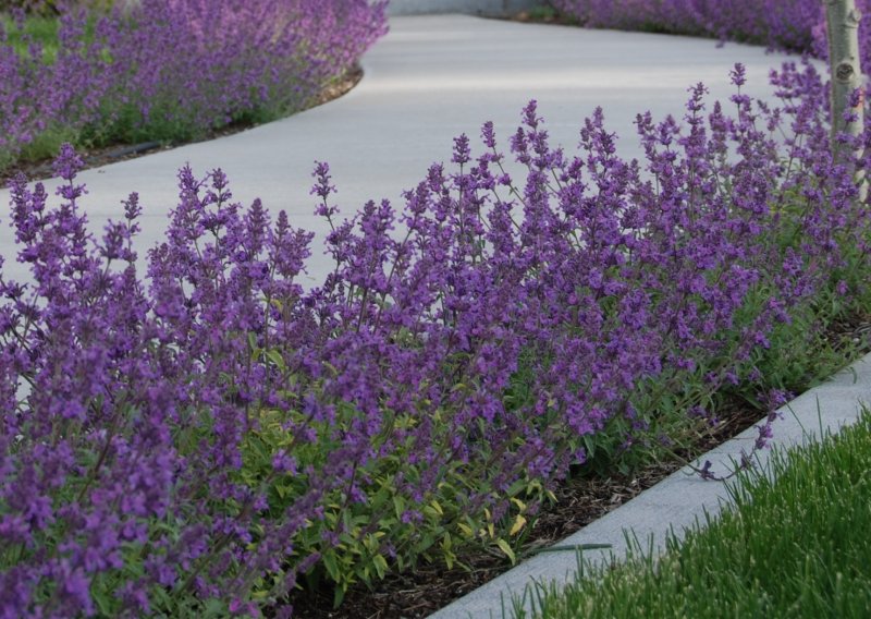 Котовник Фассена (Nepeta faassenii)