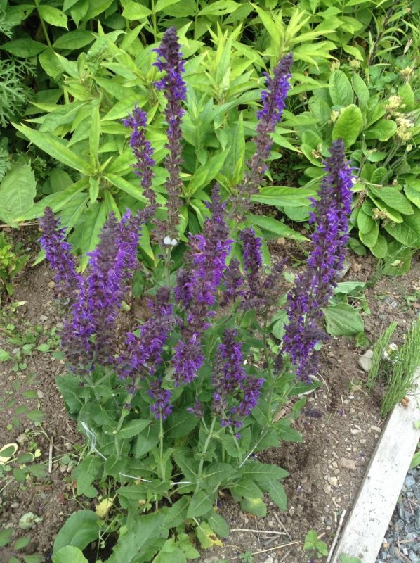 Шалфей Дубравный (Nepeta faassenii)