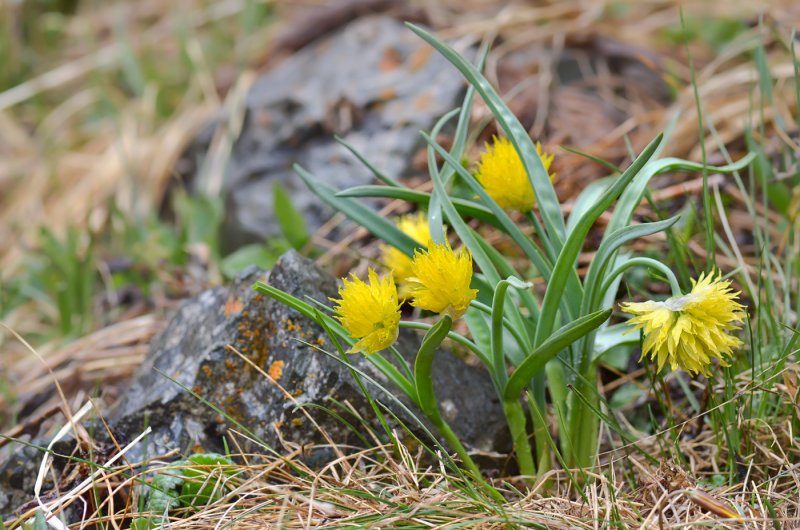 Лук Семенова (Allium semenovii)