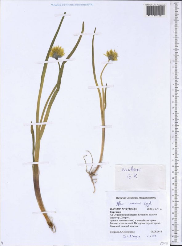 Лук Семенова (Allium semenovii)