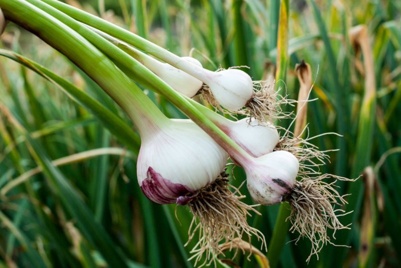Чеснока озимого (Allium sativum l.)