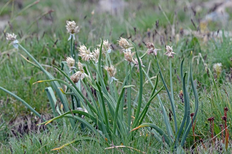 Лук Семенова (Allium semenovii)