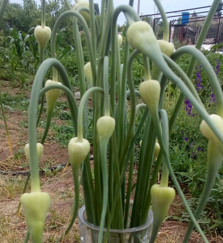 Стрелы чеснока