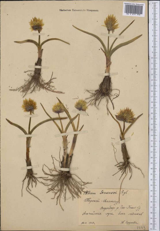 Лук Семенова (Allium semenovii)