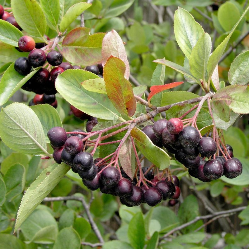 Арония черноплодная (Aronia melanocarpa)