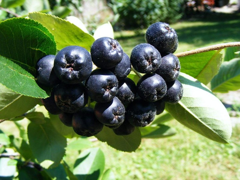 Арония черноплодная (Aronia melanocarpa)