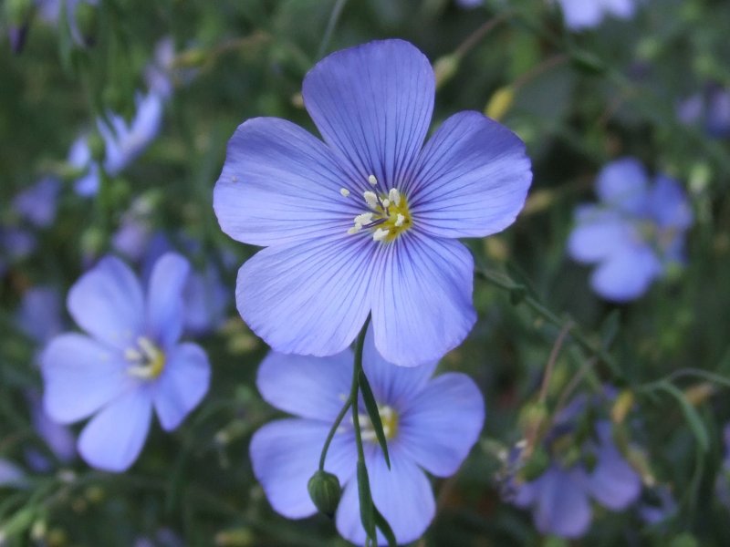 Лен многолетний Linum perénne