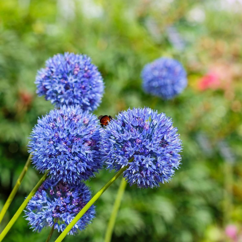 Аллиум caeruleum