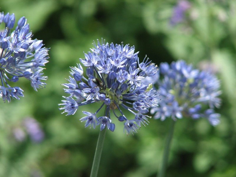 Лук декоративный голубой (caeruleum)