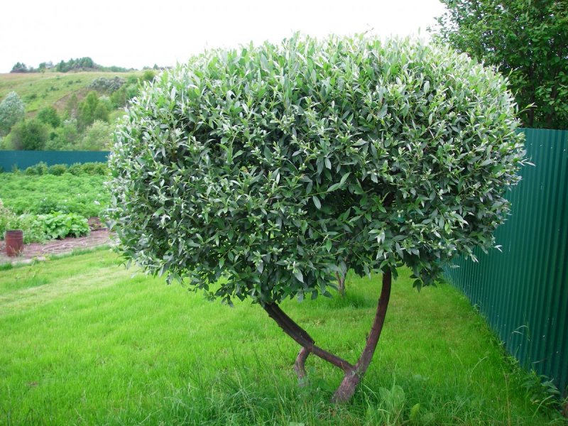 Ива ломкая "Буллата" Salix fragilis 'bullata'